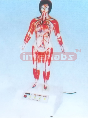 PERSONAL COMPUTER BLOOD CIRCULATION OF HUMAN BODY MODEL (1800mm IN HEIGHT)